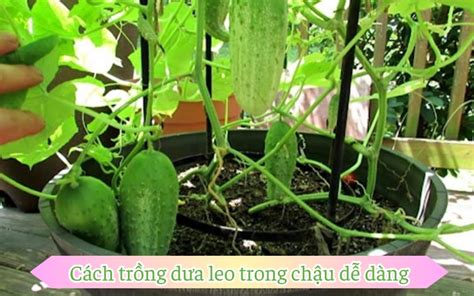 boy love trái dưa leo|Cách trồng dưa leo trong chậu trái bự chảng, hái nhiều đợt.
